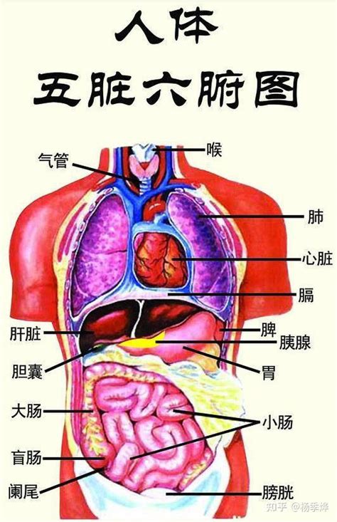 五臟六腑位置圖|身體器官分布圖，陪你掌握五臟六腑